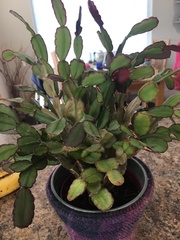 Have I killed this?