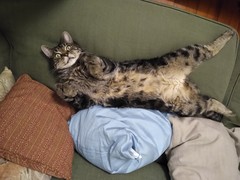 Grooming a short/medium haired cat