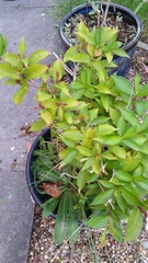 Inherited plants...