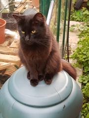 Happy Black Cat appreciation day.