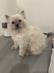 Ragdoll kittens update thread