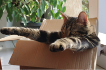 AIBU - my wife tore up my cardboard box and I'm mad as hell