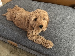 Want to test a Sleepeezee personalised dog bed? Sign up here! - NOW CLOSED
