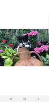 To ask you for help to name our kitten (pics included)