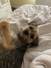 It's International Dog Day! Show us your lovely dogs.