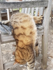 Next door's -thug- cat