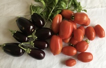 Allotment/Veg Patch Thread 14 ! growing into summer