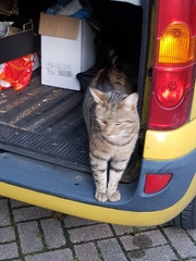 Next door's -thug- cat