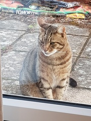Next door's -thug- cat