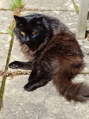 Happy Black Cat appreciation day.