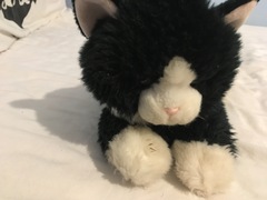 Lost toy cat, heartbroken DD can anyone help?