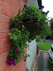 Has my hanging basket had it?