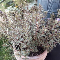 Hebe Caledonia