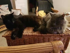 What's your DCat up to today? (Thread 7!)