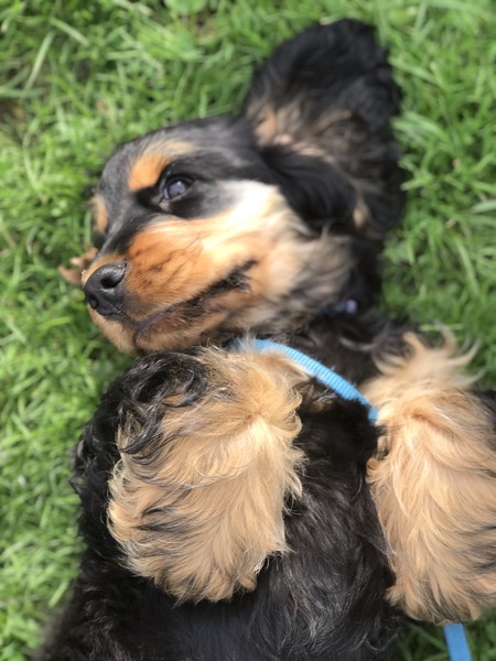 Puppy Support Group 2