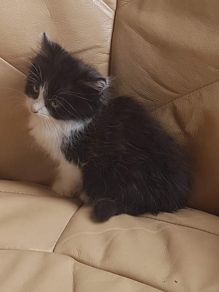 Have acquired a kitten.....