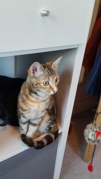 Looking after new kitten