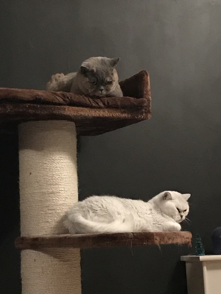 Cat trees