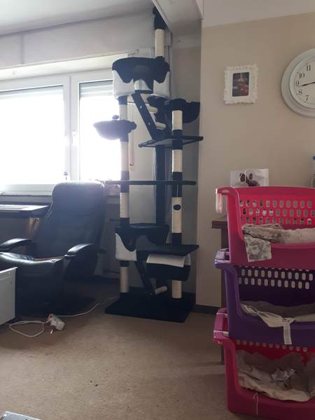 Cat trees