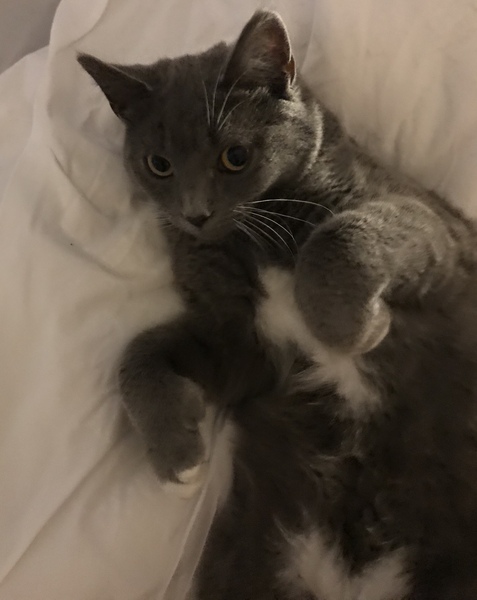 Forcing cat to be a house cat. Success stories?