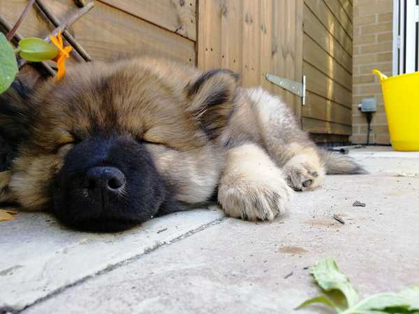 Show me your puppies!