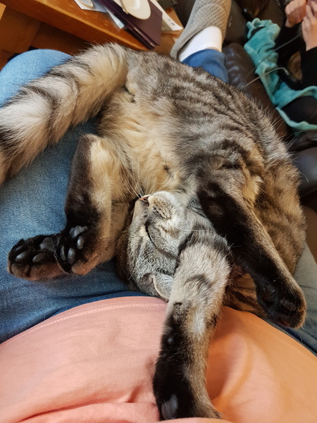 I think my cat is broken...