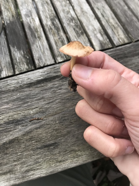 What kind of mushroom is this?