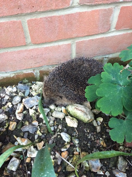 Giant hedgehog living in my garden