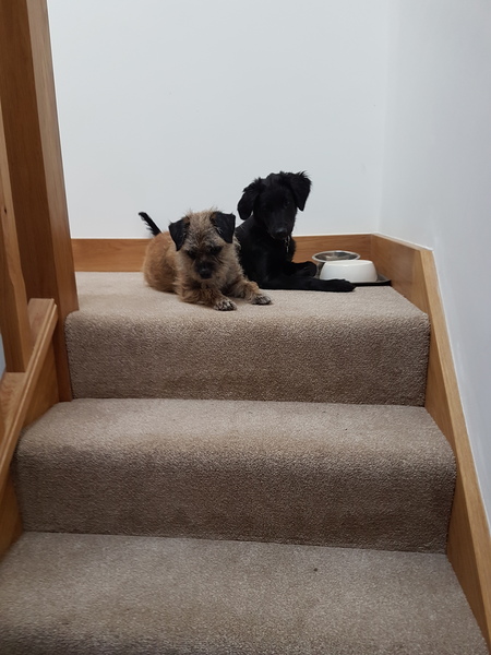 Puppy Support Group 2