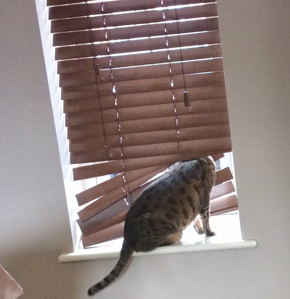 Cat chat - 100 slave tips