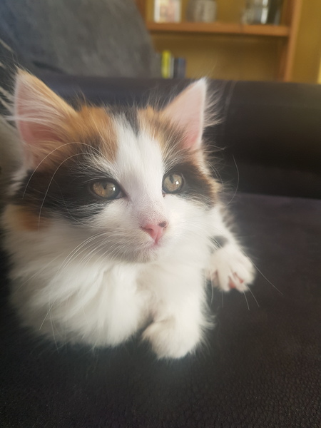 Help me name my kitten
