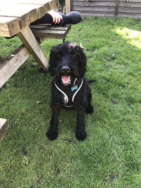 Ludicrous names you call your mutt