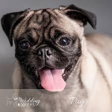 AIBU to ask friend to remove her dog from the room when I visit with my child?