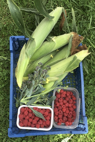 Allotment/Veg Patch Thread 14 ! growing into summer