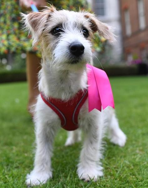 omg I'm in love with Dilyn - No.10's new dog (pic)