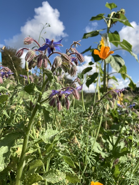 Allotment/Veg Patch Thread 14 ! growing into summer