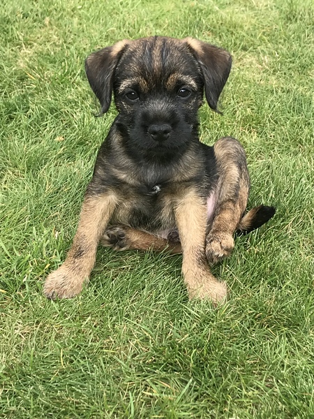 What are your favourite breeds of dog ?