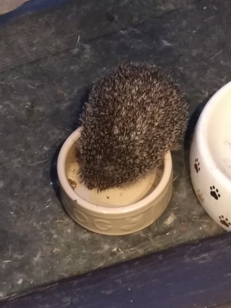 Giant hedgehog living in my garden