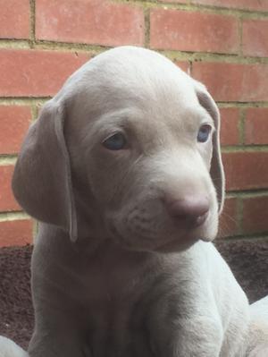 Show me your puppies!