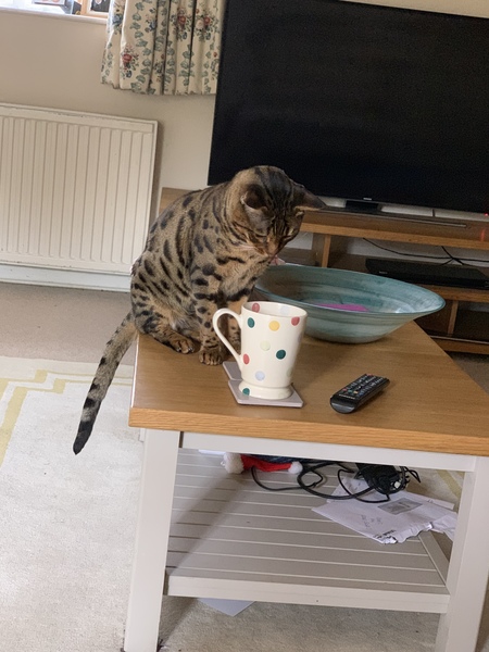 Anyone on here got a Bengal cat ?