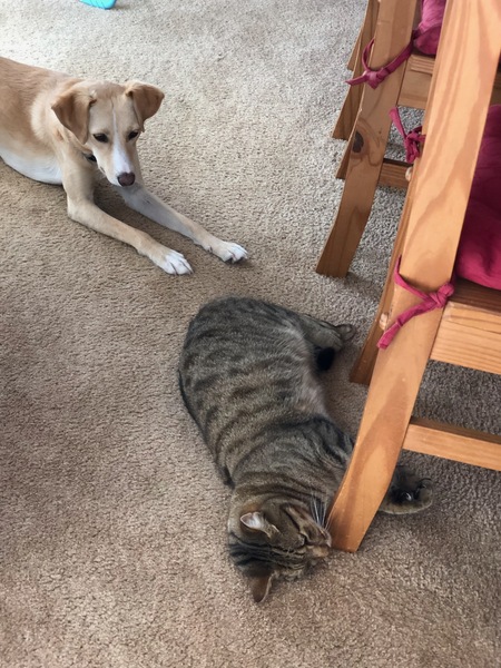 Next door's -thug- cat