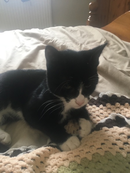 Pilling the cat: 100 easy steps