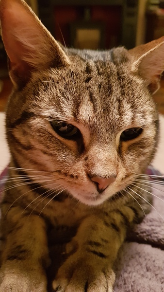 Westminstenders: The Tory Party Spectacular