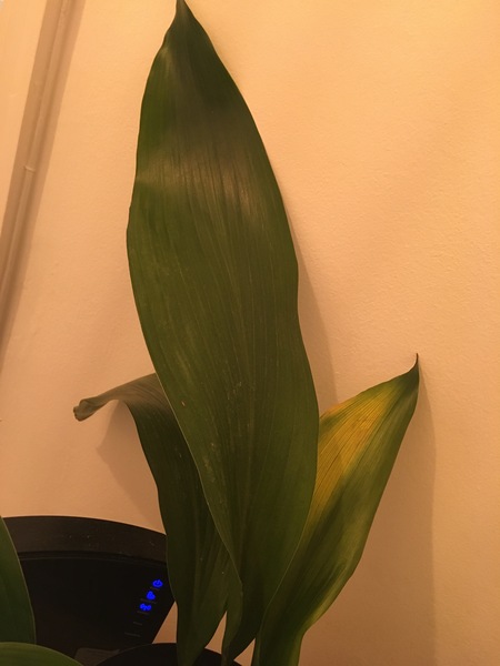 Keep my aspidistra flying