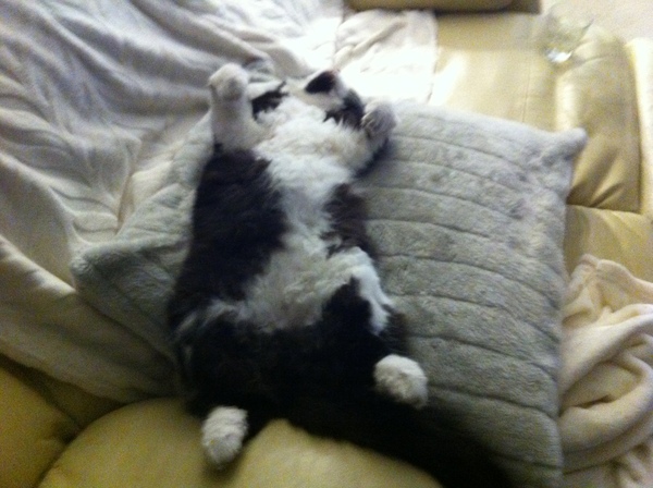Kitty Tinder