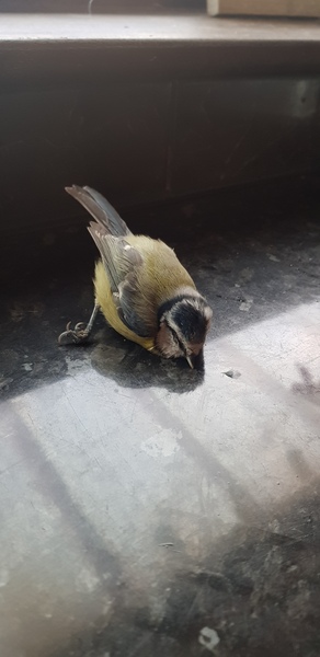 HELP HELP BIRD