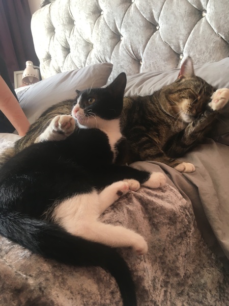 Pilling the cat: 100 easy steps