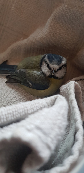 HELP HELP BIRD