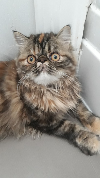 Cheddar wants to know if there are any other Exotics around?