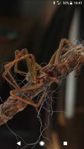 Anyone know what this spider is? *includes spider picture!!